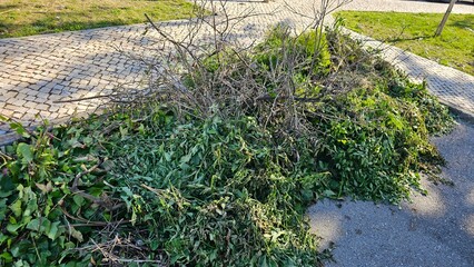 Pile of Green and Dry Leaves – Organic Waste for Composting