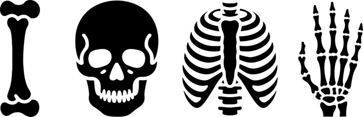 Fototapeta premium Human Skeleton Bone Skull Ribcage Hand Anatomys Medical Concept