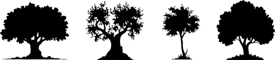 Silhouette Mature Olive Trees Nature Landscape Collection