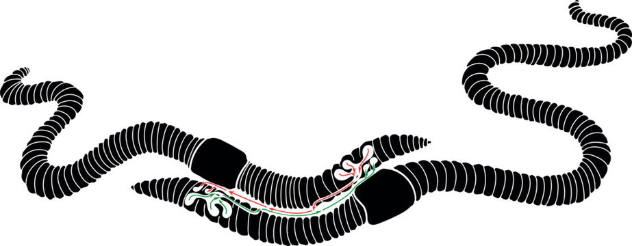 black worm anatomy diagram with red and green clip art preview