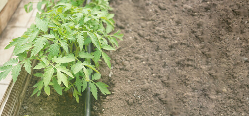 Growing tomatoes in the garden, tomato seedling. Banner with copy space.