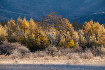 Fototapeta premium 小田代原の貴婦人