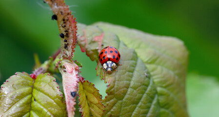 Harlequin Ladybird Harmonia axyridis on a leaf with the plant pests on which it feeds, aphids.