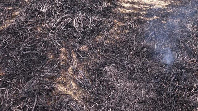 Stubble Burning in India( Parali burning), also known as stubble or straw burning, is the practice of setting fire to crop residue left after harvesting, primarily in agricultural regions of India. Th