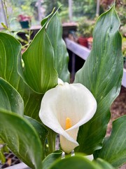 white calla lily flower