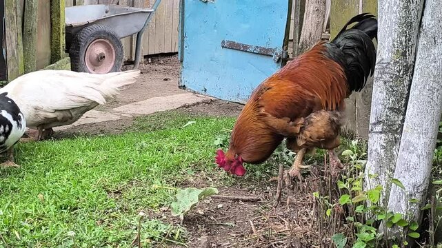 Young Loman Brown chickens in the pen eating food and pecking