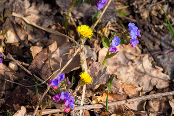 Bright wild spring flowers coltsfoot and lungwort