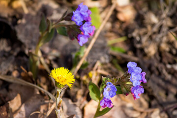 Bright wild spring flowers coltsfoot and lungwort
