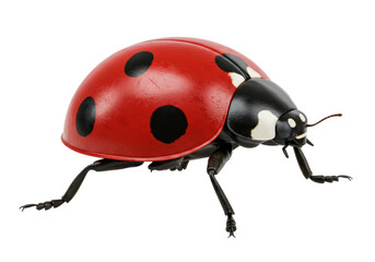 Isolated Close-up of a Red Ladybug