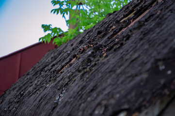 Close-up view of rough tree bark with green foliage above a red structure, capturing natural details in daylight
