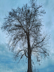a lonely tree in the pale autumn sky