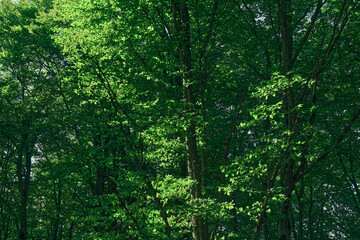 Obraz premium Lush green trees in a serene forest during daylight