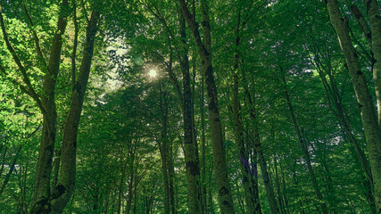 Fototapeta premium Lush green trees in a serene forest during daylight