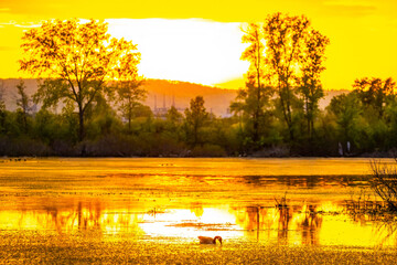 Solo Canadian Goose at Sunset on La Crosse Marsh Loop Trail