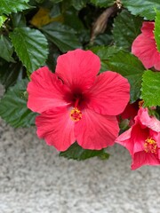 red hibiscus flower