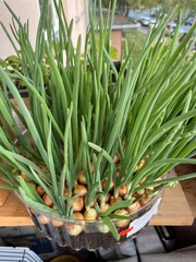 spring onion