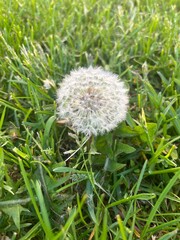 Fototapeta premium dandelion in the grass