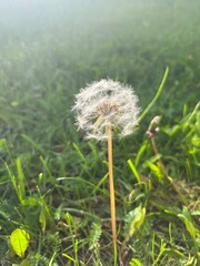 dandelion in the grass