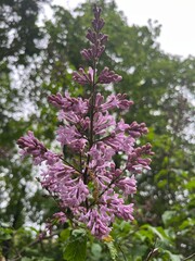 lilac flowers in the garden