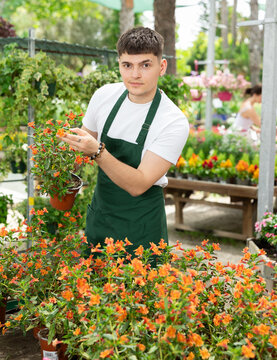Positive skilled young floriculturist in white t-shirt and green apron tending to potted plants in nursery, checking tender blooming mimulus aurantiacus, orange bush monkey-flower, on flower display