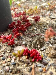 red