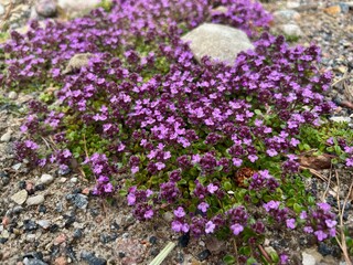 Obraz premium purple flowers in the garden