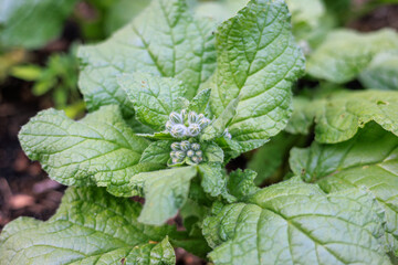 Close-up of Borage plant leaves and flower buds in a garden.
