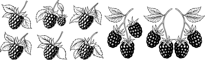 Hand drawn black and white illustration of ripe blackberries with leaves isolated on white