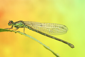 dragonfly insect on a stick