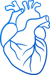 Blue gradient outline human heart. Isolated cardio vector element. Cardiovascular design for health infographics, educational materials, science presentations, apps, and web graphics.