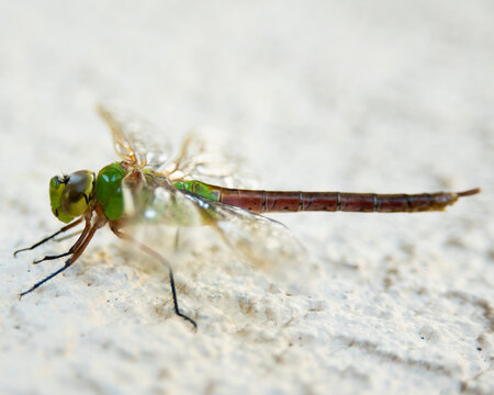 Dragonfly closeup on a wall 