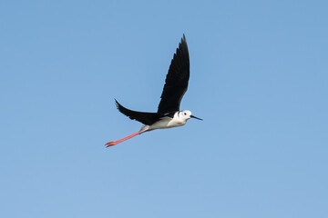 Black-winged stilt in mid-flight against blue sky