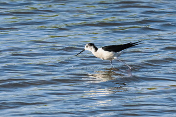 Black-winged stilt hunting in rippling water