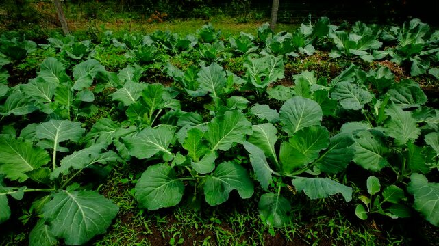Rising camera moving backward revealing organic white cabbages with forming heads growing in garden beds next to other vegetables