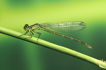 dragonfly insect on a stick