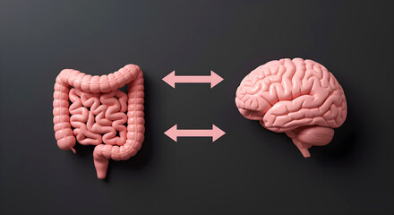 Brain and gut connected with arrows &ndash; symbolizing gut-brain axis and mental health link