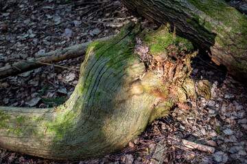 Trunk of a dried fallen tree in the forest