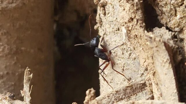Rare black ant without an abdomen, macro closeup under natural sunlight, its small body and black legs, showcasing the colorful beauty of wildlife and insect fauna in the wild during spring or summer.