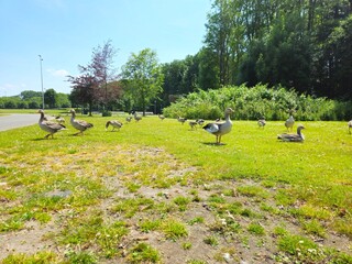Fototapeta premium Flock of geese grazing on grass in field. pigeon. white goose. Geese walking on a grass field, enjoying sunlight. Geese on a green field. bridge.
