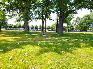 Flock of geese grazing on grass in field. pigeon. white goose. Geese walking on a grass field, enjoying sunlight. Geese on a green field. bridge.