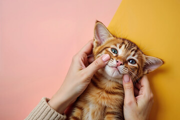 Playful hands gently making an adorable ginger tabby kitten smile on a colorful background, concept of happiness and joy with an adorable smiling cat