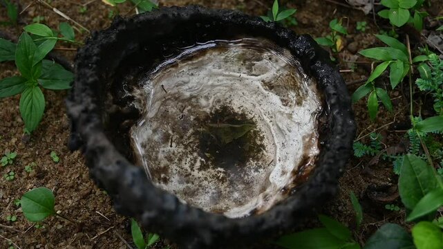 Mosquito larvae breeding inside a rubber collecting bowl filled with water in a slow motion video