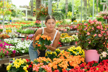 Enthusiastic young girl choosing blooming potted begonia x hiemalis with delicate salmon colored...