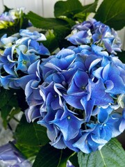 blue hydrangea flowers 