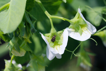 The most important pest of pea crops, a female beetle that lays eggs on flowers. Pea Weevil (Bruchus pisorum).