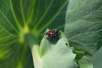 Pea Weevil, Bruchus pisorum, An insect on a pea plant growing in a field.