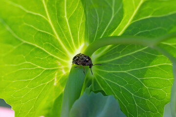 Pea seed beetle (Bruchus pisorum) adult on a pea plant.