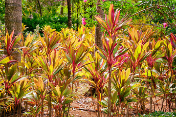 Cascading morning sunlight lights up the ti plants on a sunny Bahama morning