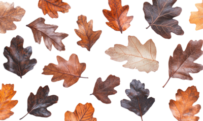 Assorted autumn oak leaves fall seamless pattern isolated on transparent background.