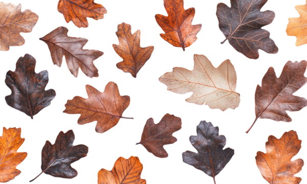 Assorted autumn oak leaves fall seamless pattern isolated on transparent background.